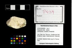 Foto (Objekt + Etikett) von Decapoda indet.  (NHMW-GEO-2014-0194-0939)